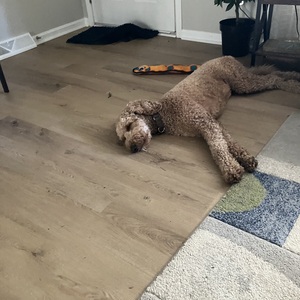 Alexandra Hotelling Harkema